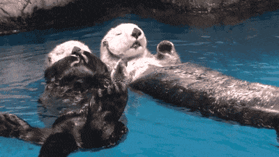 Otters Holding Hands!