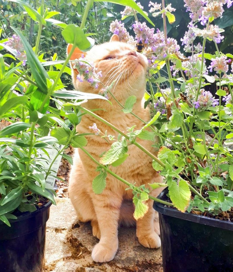 Cats Are Really Enjoying Their Catnip Gardens 🌿🐱🌿 Fresh Positivity 4585