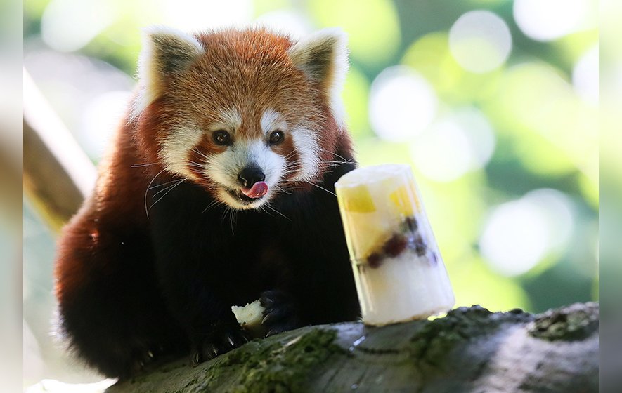 Yasmina, a female red panda, eyes up an ice block with frozen fruits inside at Dublin Zoo. Picture by Brian Lawless, Press Association