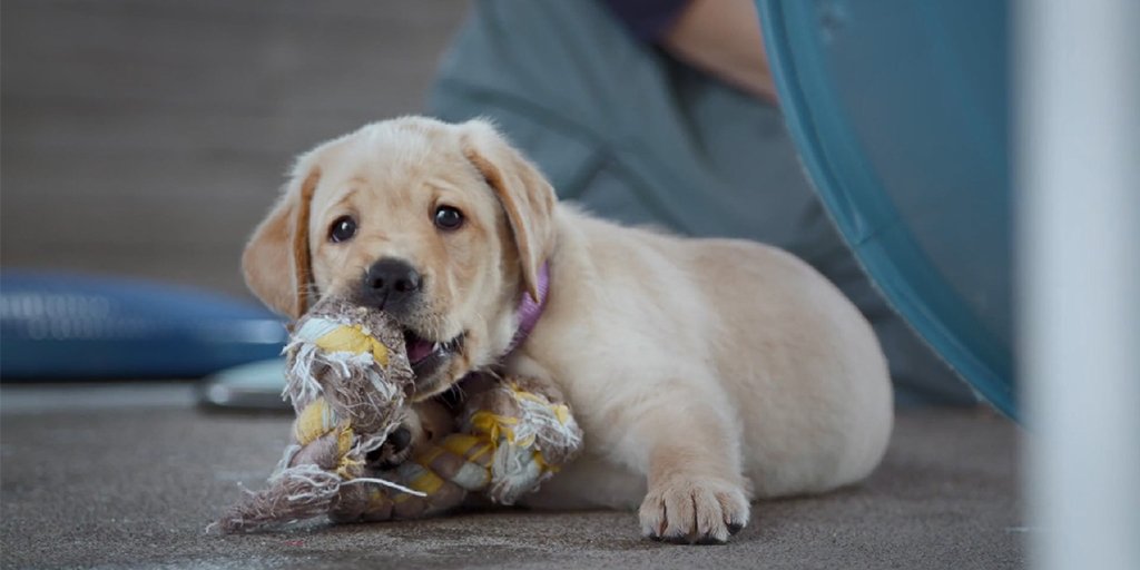 New documentary follows five puppies and their quest to be guide dogs for the blind
