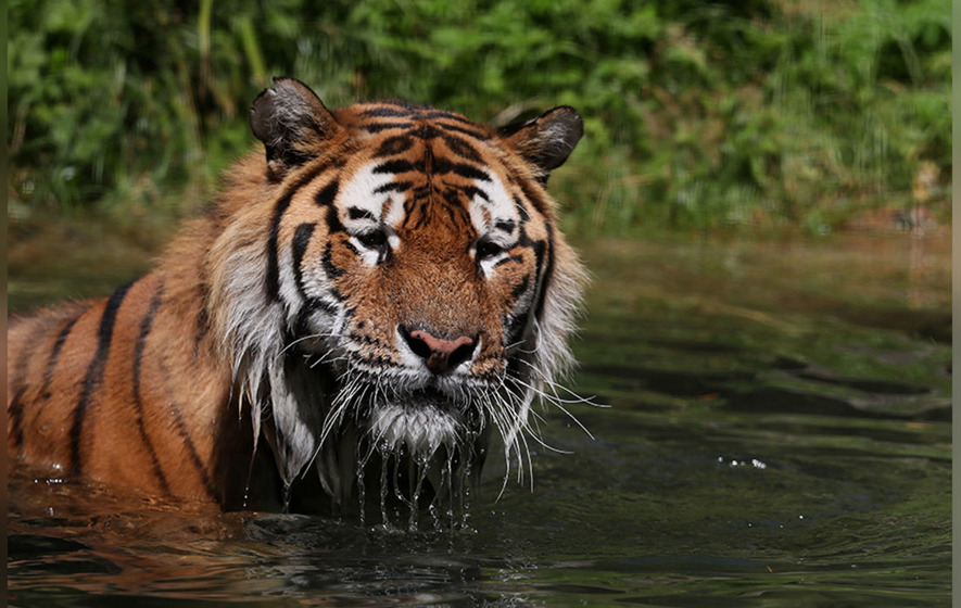 Oussari, a male amur tiger, takes a dip in the water at Dublin Zoo. Picture by Brian Lawless, Press Association