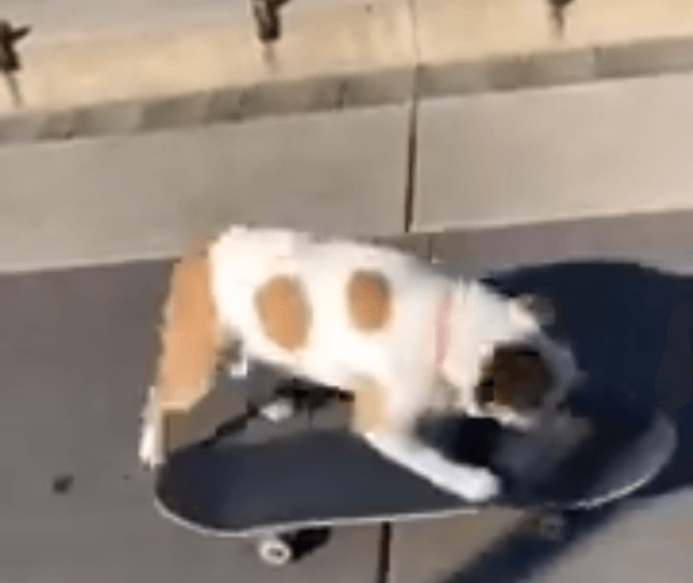 Skateboarding Bulldogs Are A Common Occurrence 🐶
