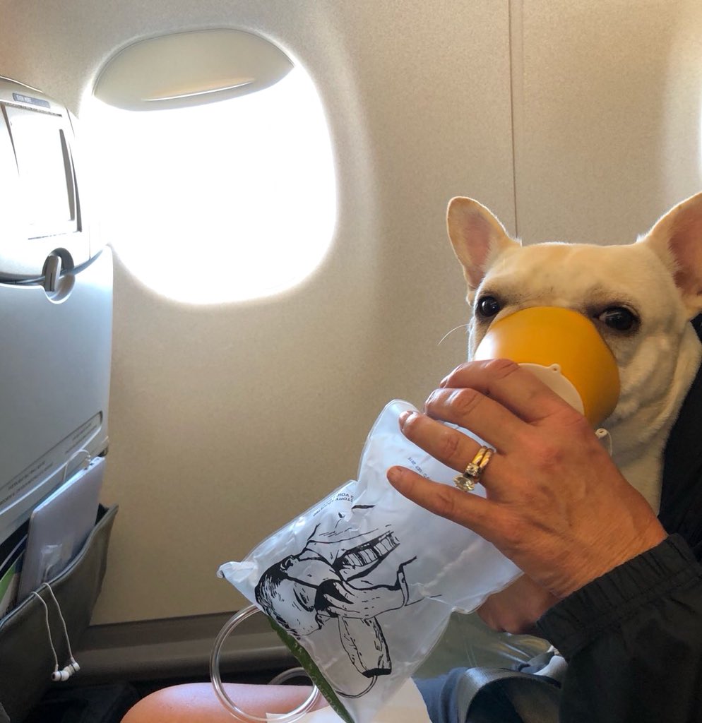 Flight Attendants Save A French Bulldog's Life With Oxygen Mask