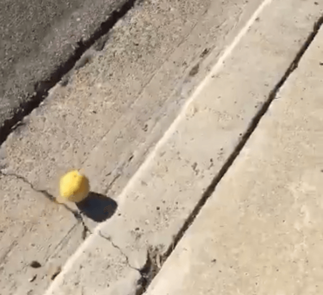 Random Strangeness: A Lemon Rolling Down A Hill
