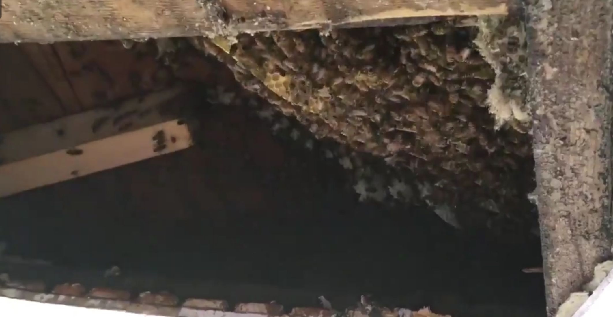 Woman Finds 40,000 Bees In Her House!