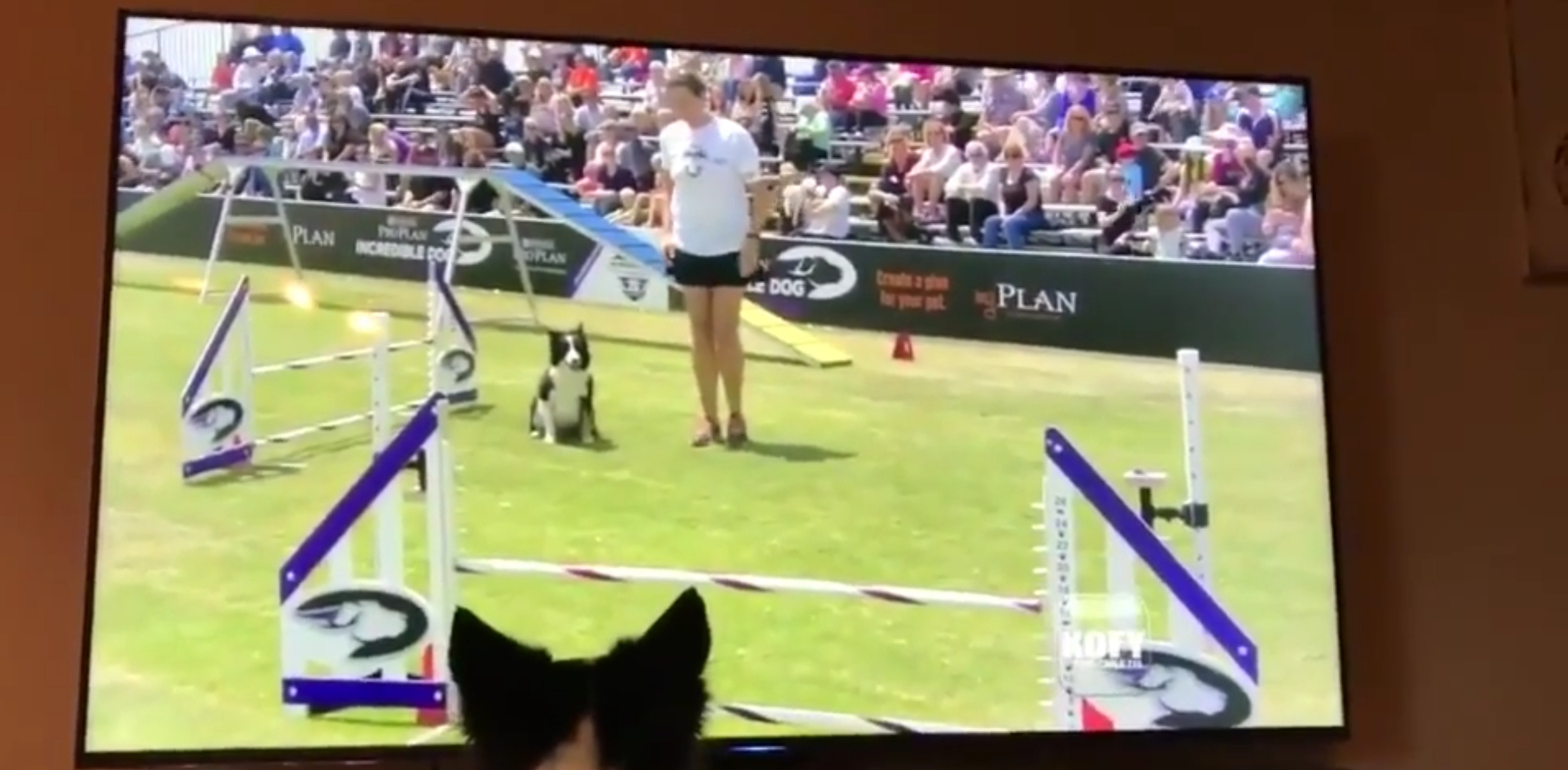 Kirk, A Female Border Collie, Watching Herself Win The 2017 Purina Pro Challenge!