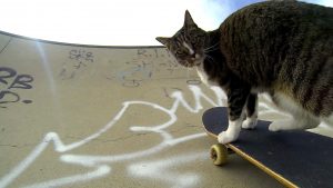 Didga The Australian Skateboarding Cat 🐱