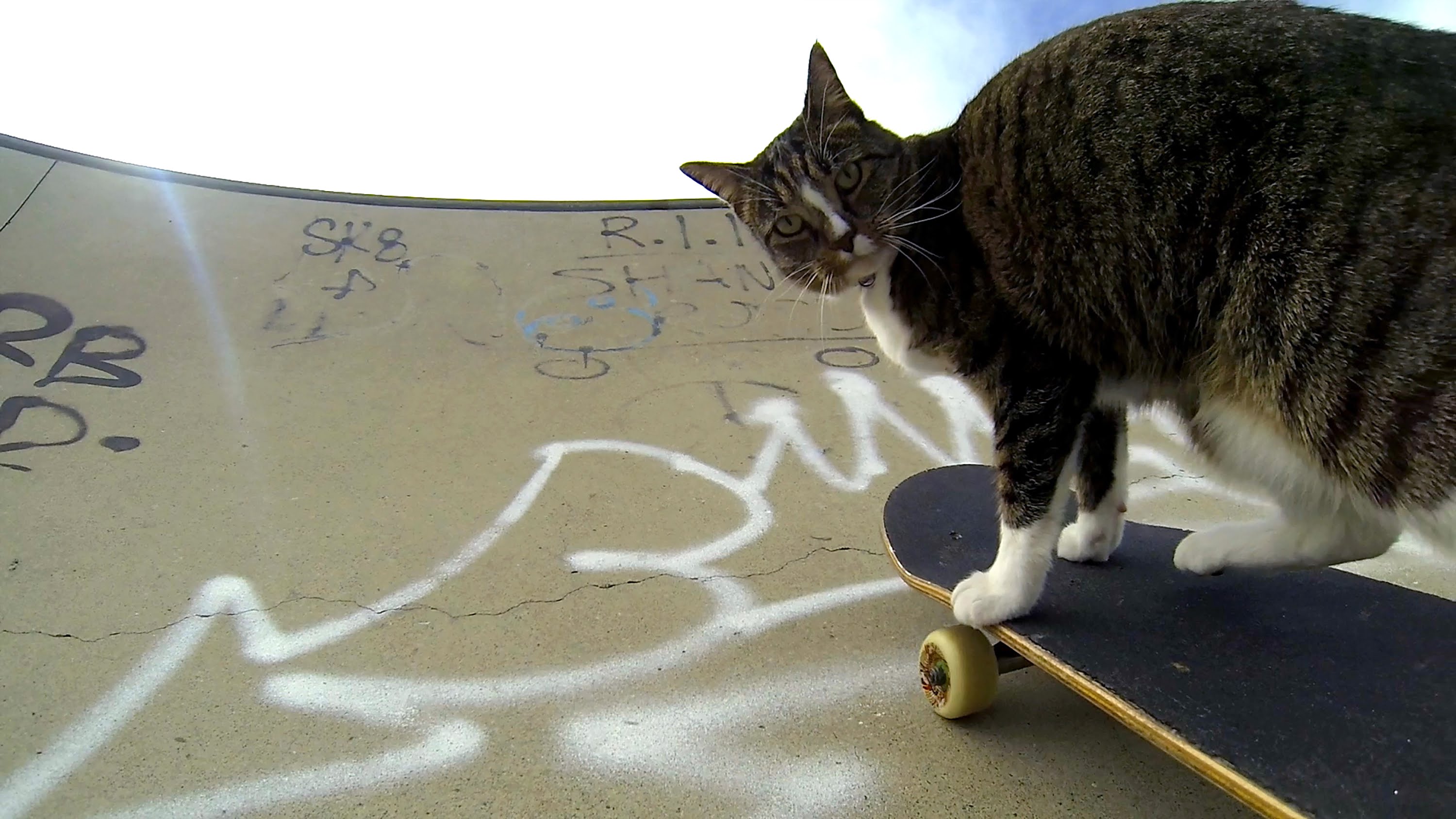 Didga The Australian Skateboarding Cat 🐱