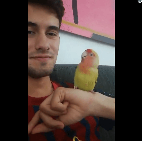 Some Pet Birds Imitating Their Owners Sneezing 🐦