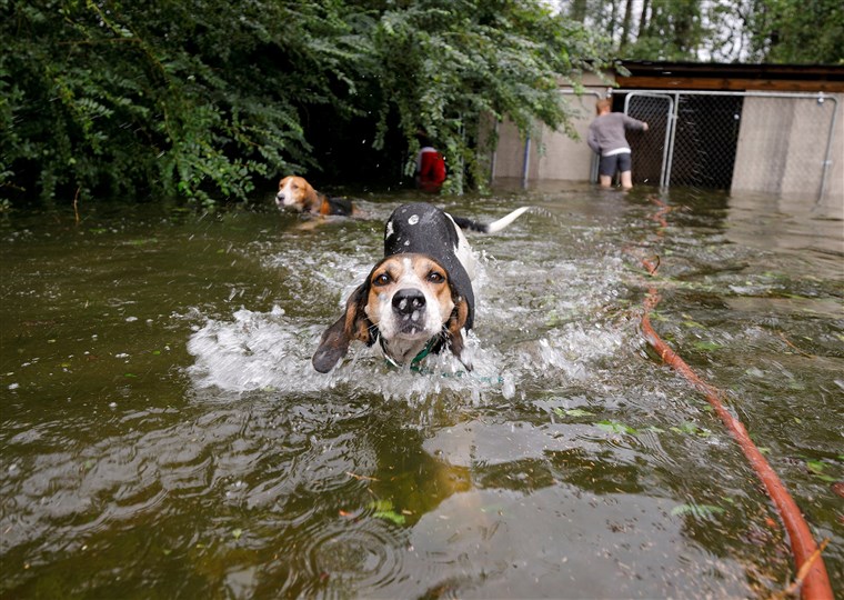 Hero Volunteer Saves 6 Trapped Dogs During Hurricane Florence