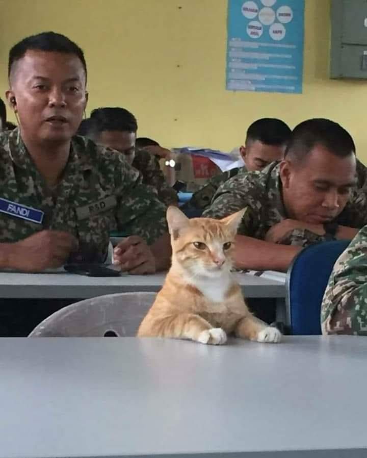 Sergeant meow