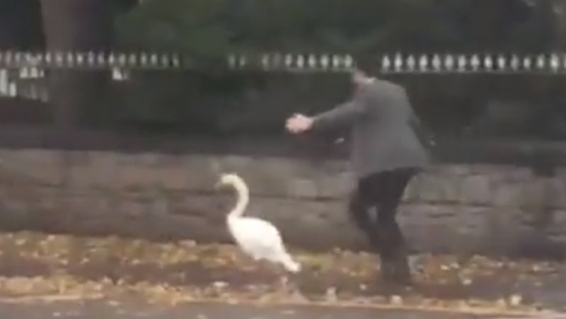 Vet saves a swan on his way to radio interview