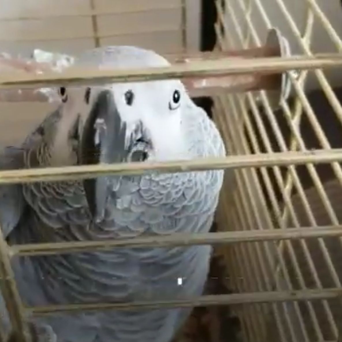 Parrot Sparks An Emergency Call After Impersonating Fire Alarm 🚨