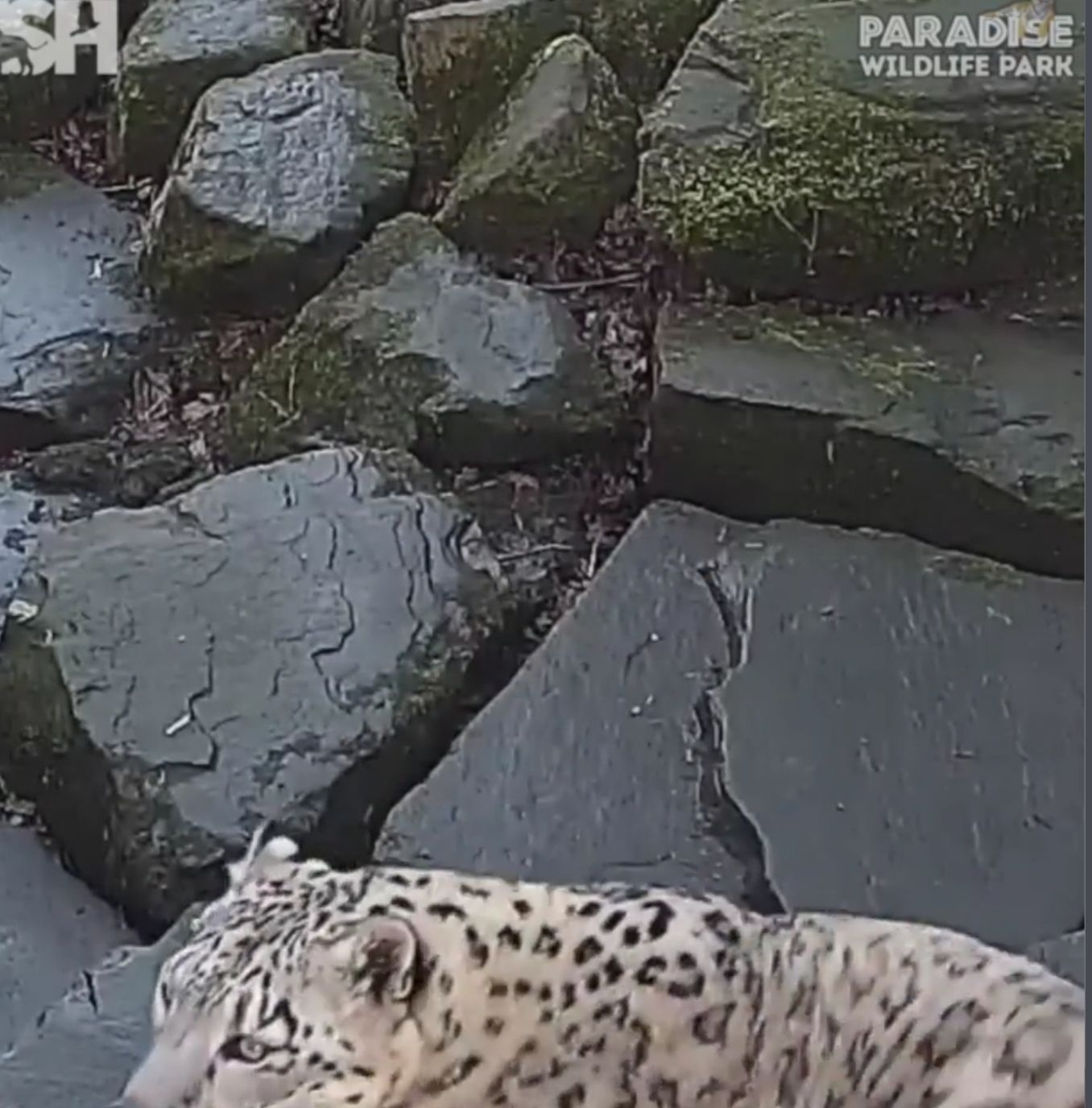 Snow Leopard Has Funny Reaction To Noticing A New Camera In His Enclosure
