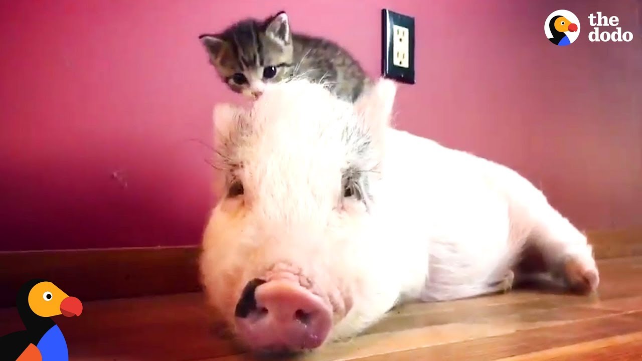 Pig Thinks He Is A Cat!