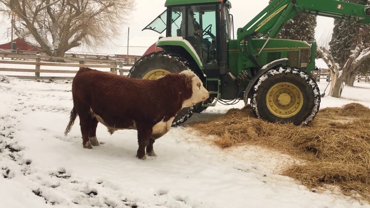 Bull Has Fun With Winter Bedding