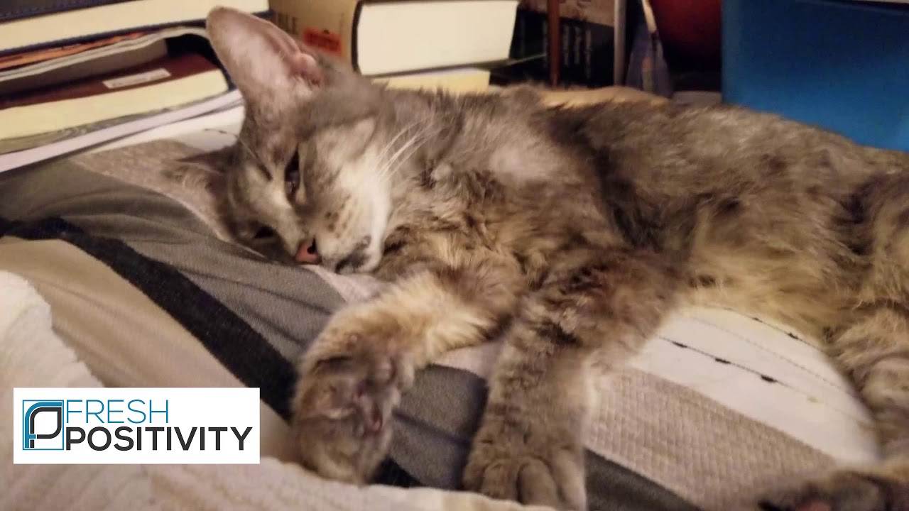 Elderly Cat Sleeps And Dreams With Her Eyes Open!