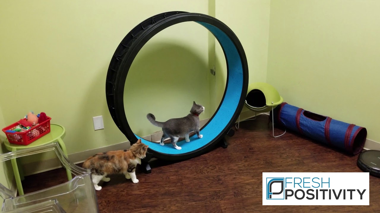 Cats Enjoying A Cat Running Wheel Treadmill At Cat Cafe