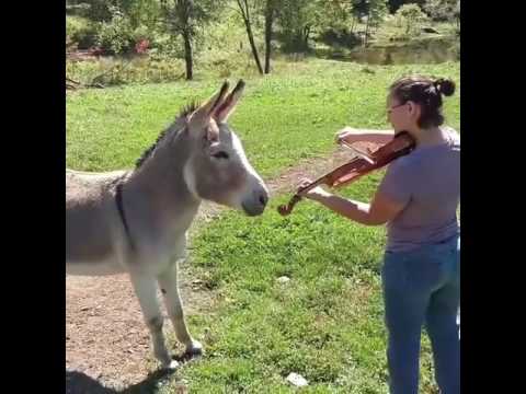 Donkey Loves The Sound Of The Violin And Joins In By Singing