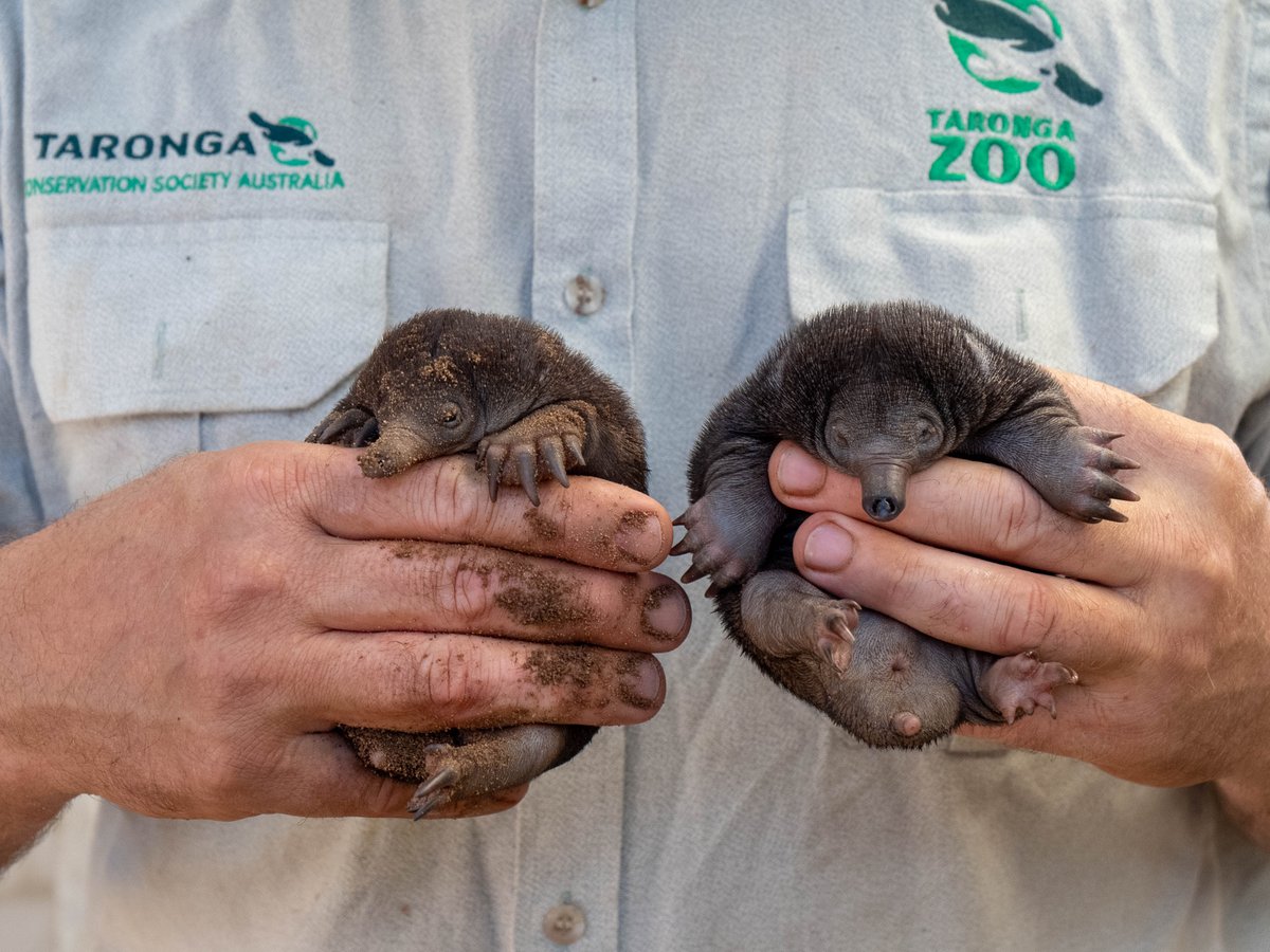 Baby Echidnas, Or Puggles, Were Hatched In Australia's Taronga Zoo