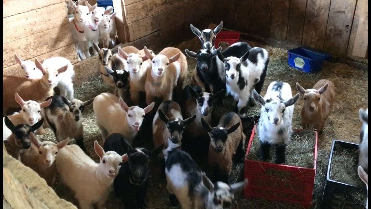 Life Is Never Dull When You Have 53 Baby Goats!