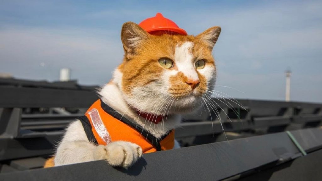 Meet The Cat Construction Site Supurrviser Fresh Positivity