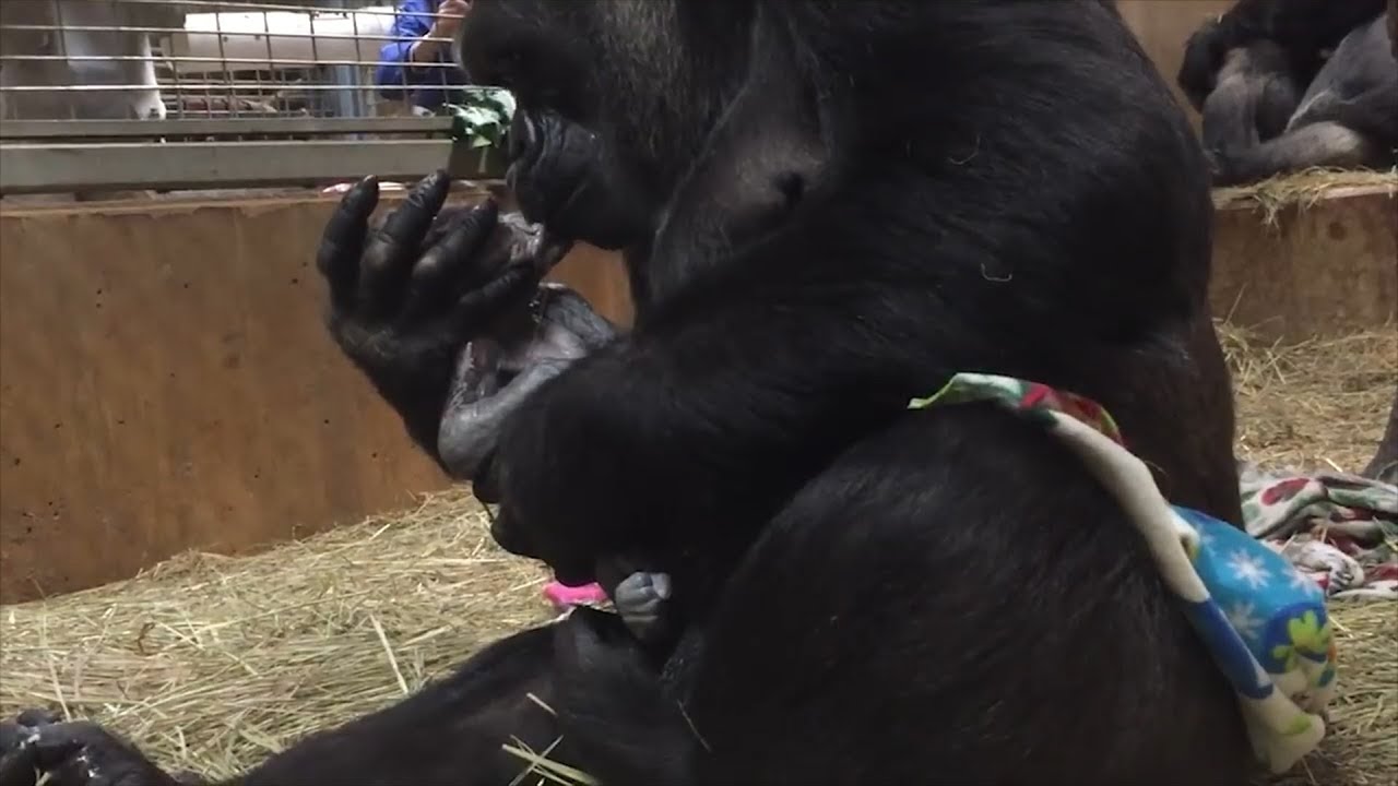First-Time Gorilla Mommy Cannot Stop Kissing Her Newborn Baby