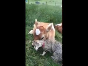 Calf And Cat Are Best Friends