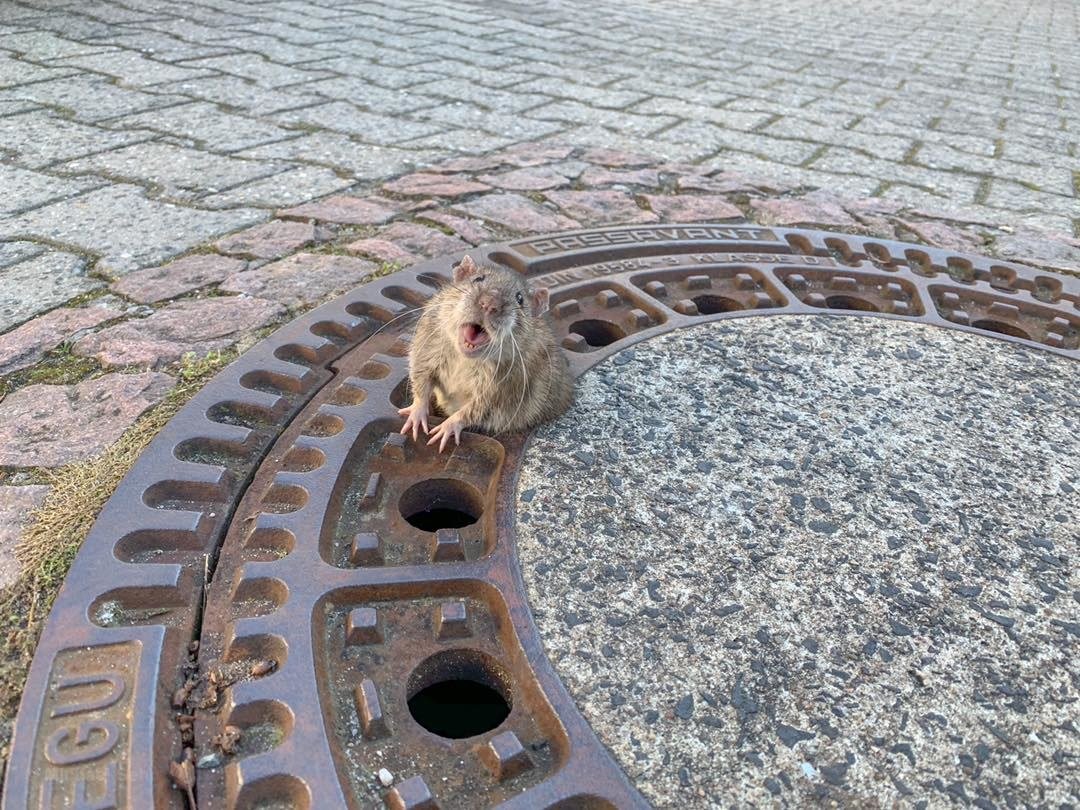 This Chunky Rodent Had A Bit Of A Situation Getting Out Of A Manhole