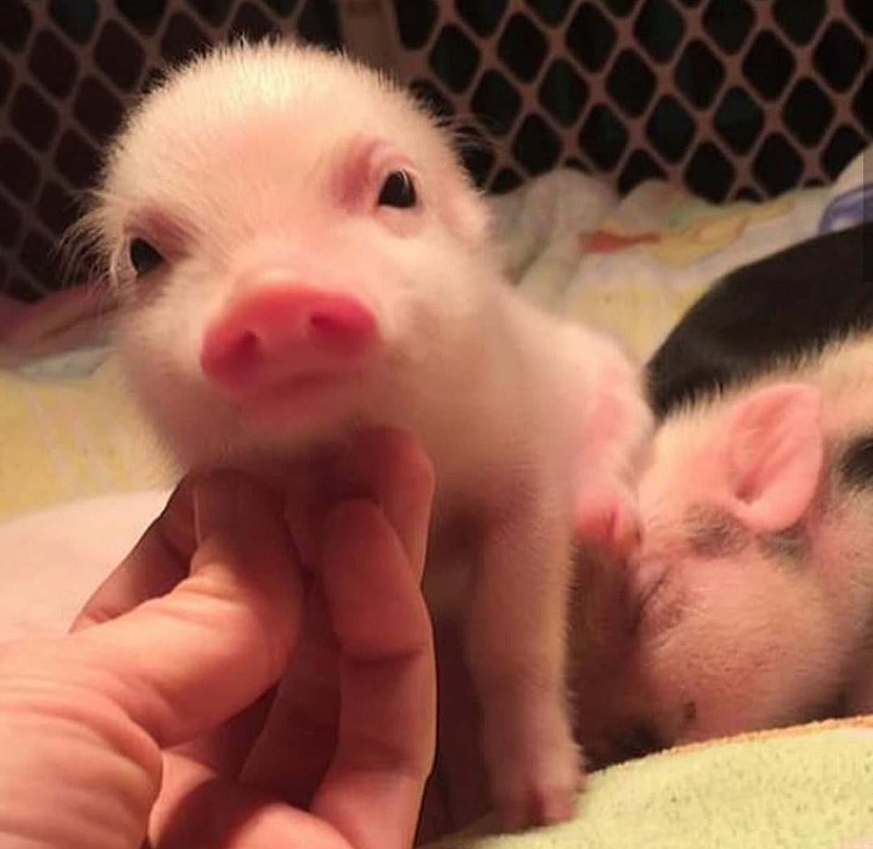 Piglets are cute