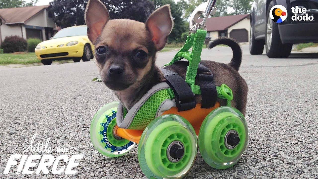 Tiniest Puppy Loves To Race Around On His Wheels