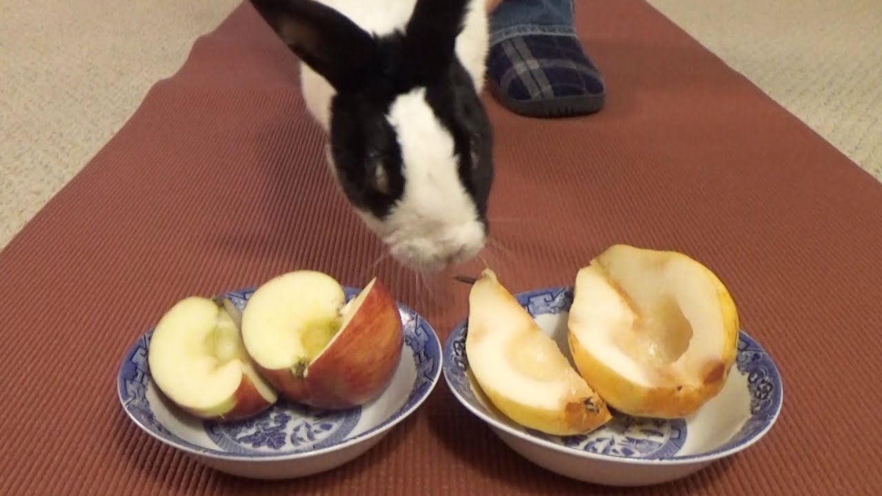 Will The Bunny Choose A Pear Or An Apple?