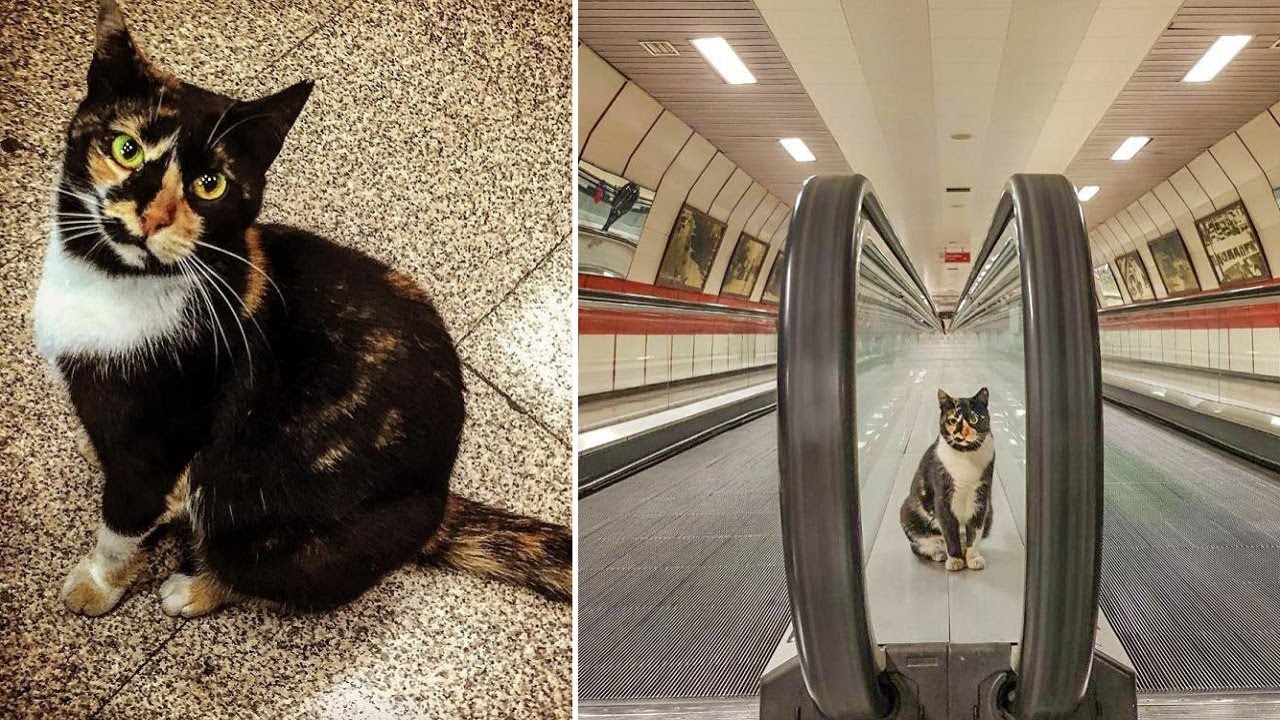 Cat Is Enjoying Life Being A Greeter At The Train Station