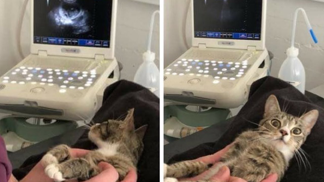 Cat Has Funny Reaction To Finding Out She Is Having Babies