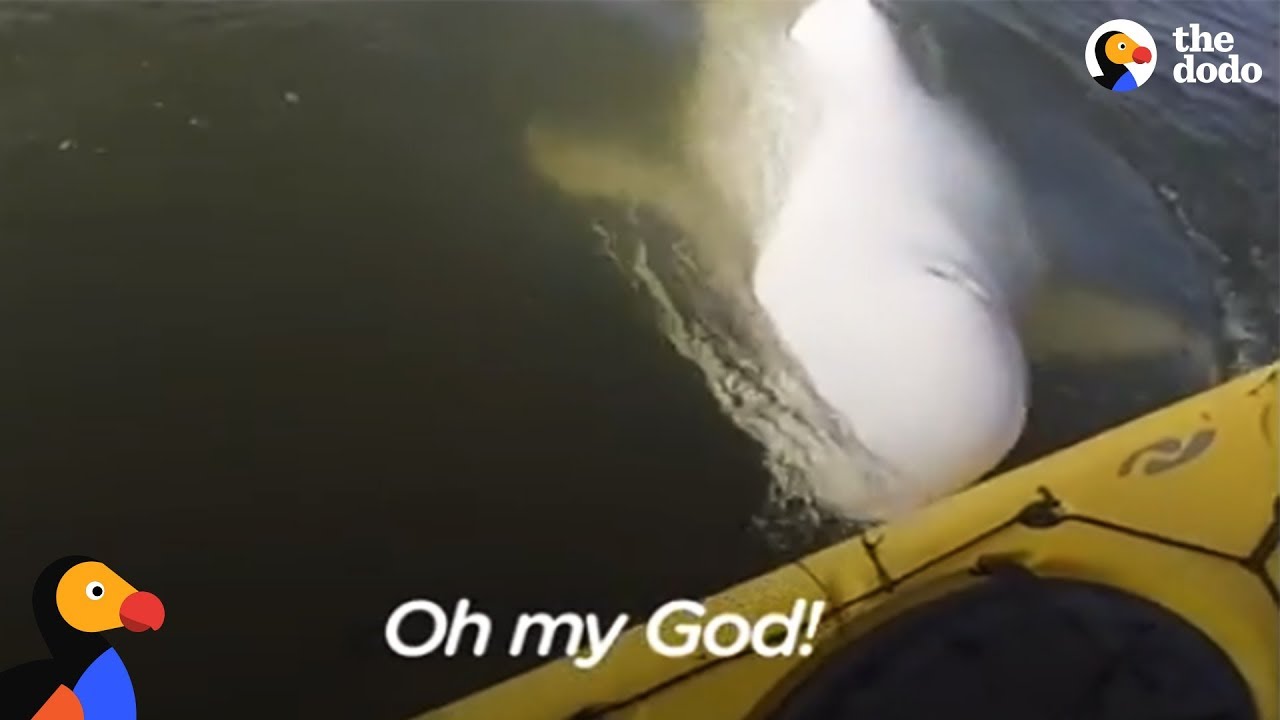 Man Sings To Beluga Whales And They Sing Back!