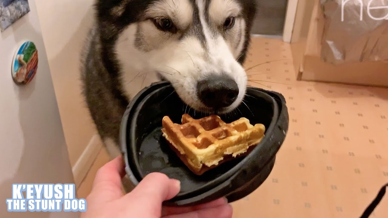 Dog Demand Waffles And Gets Own Plate For Them