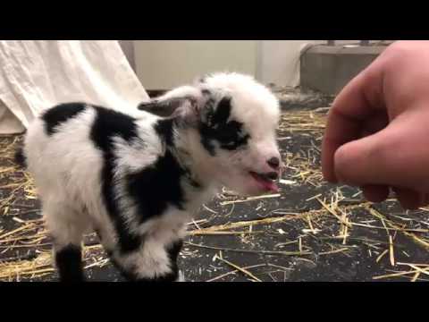 Baby Goats Make The Cutest Sounds
