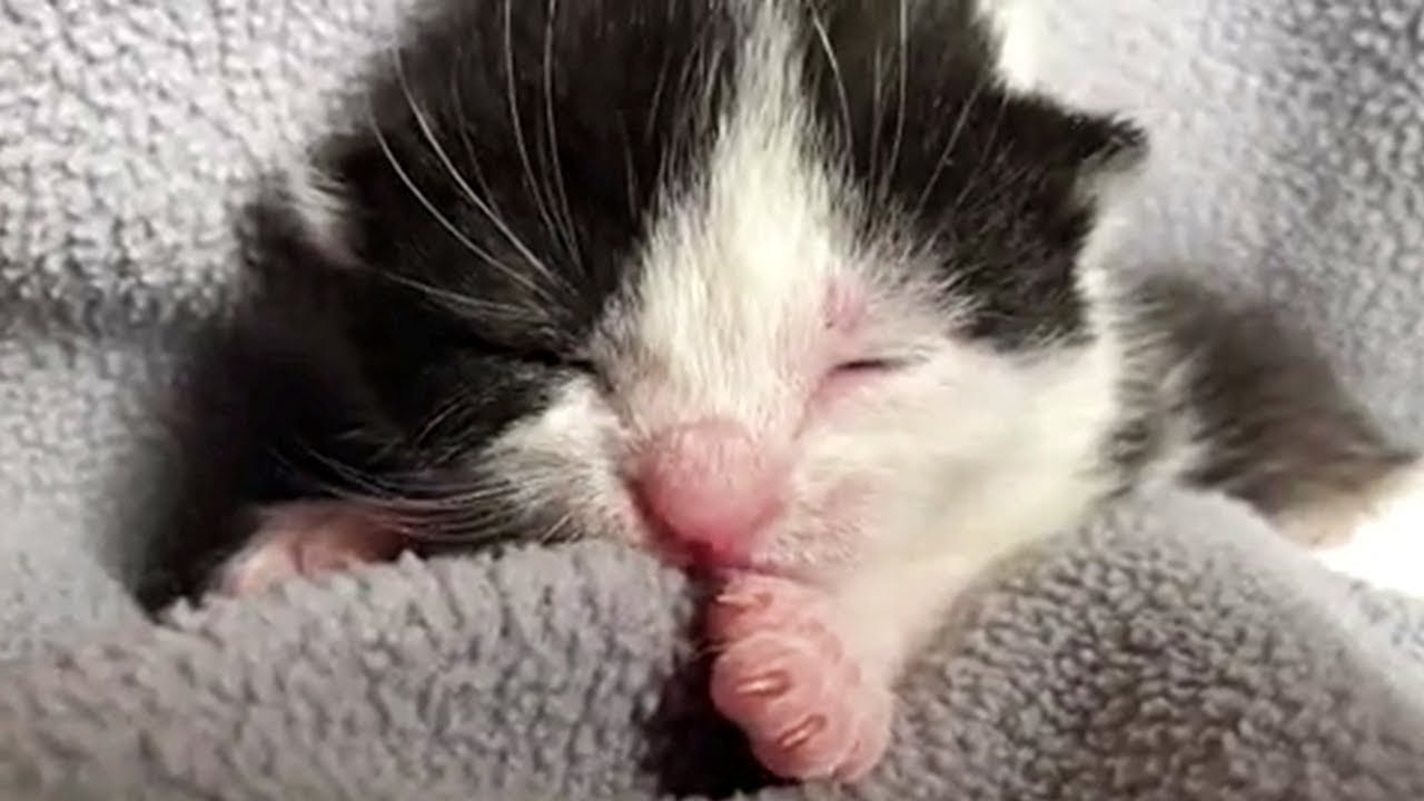 These Adorable Kittens Will Brighten Your Day