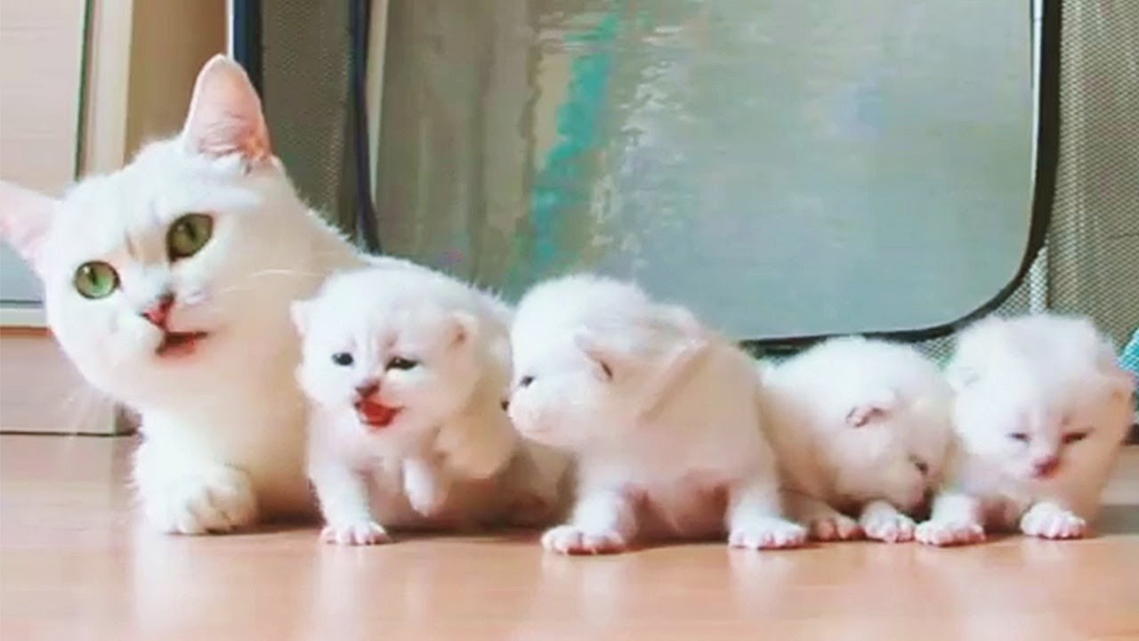 Happy Kitty Mommy Shows Off Her Babies