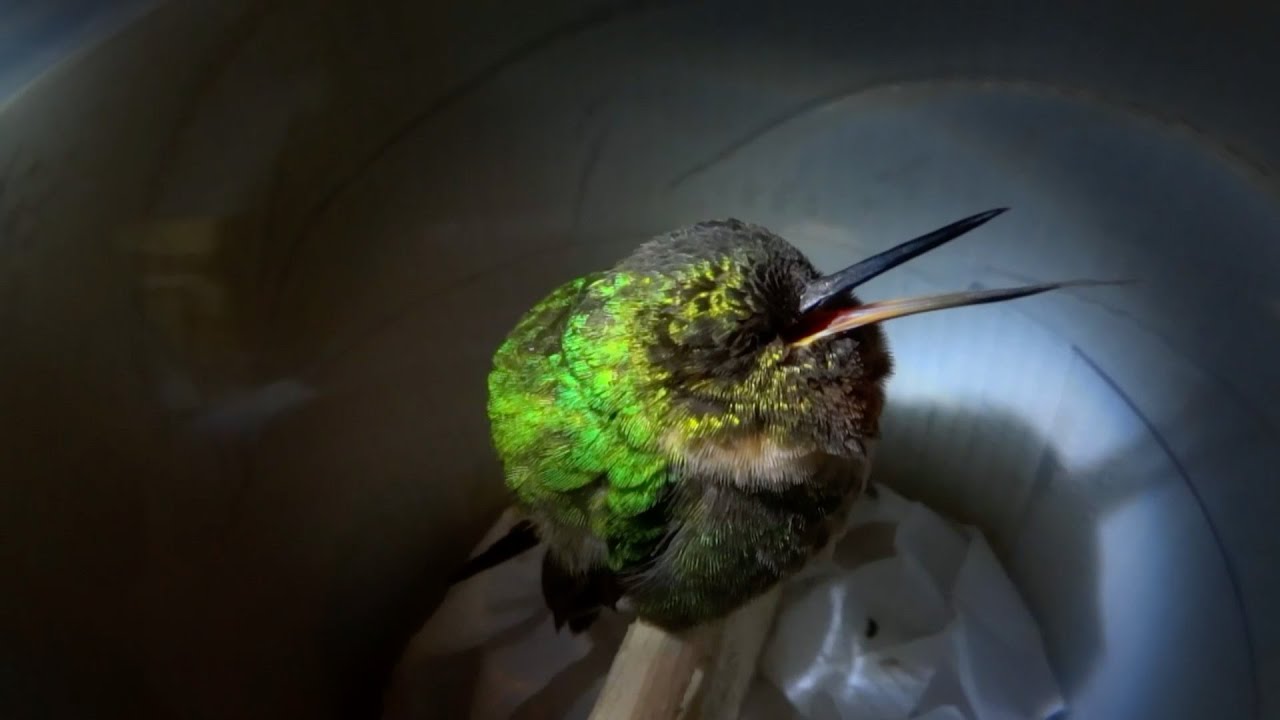 Hummingbird Snoring Might Be The Cutest Thing Ever