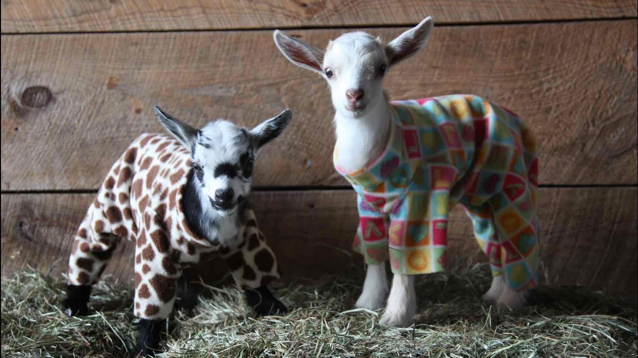 Goat Kid Pajama Party