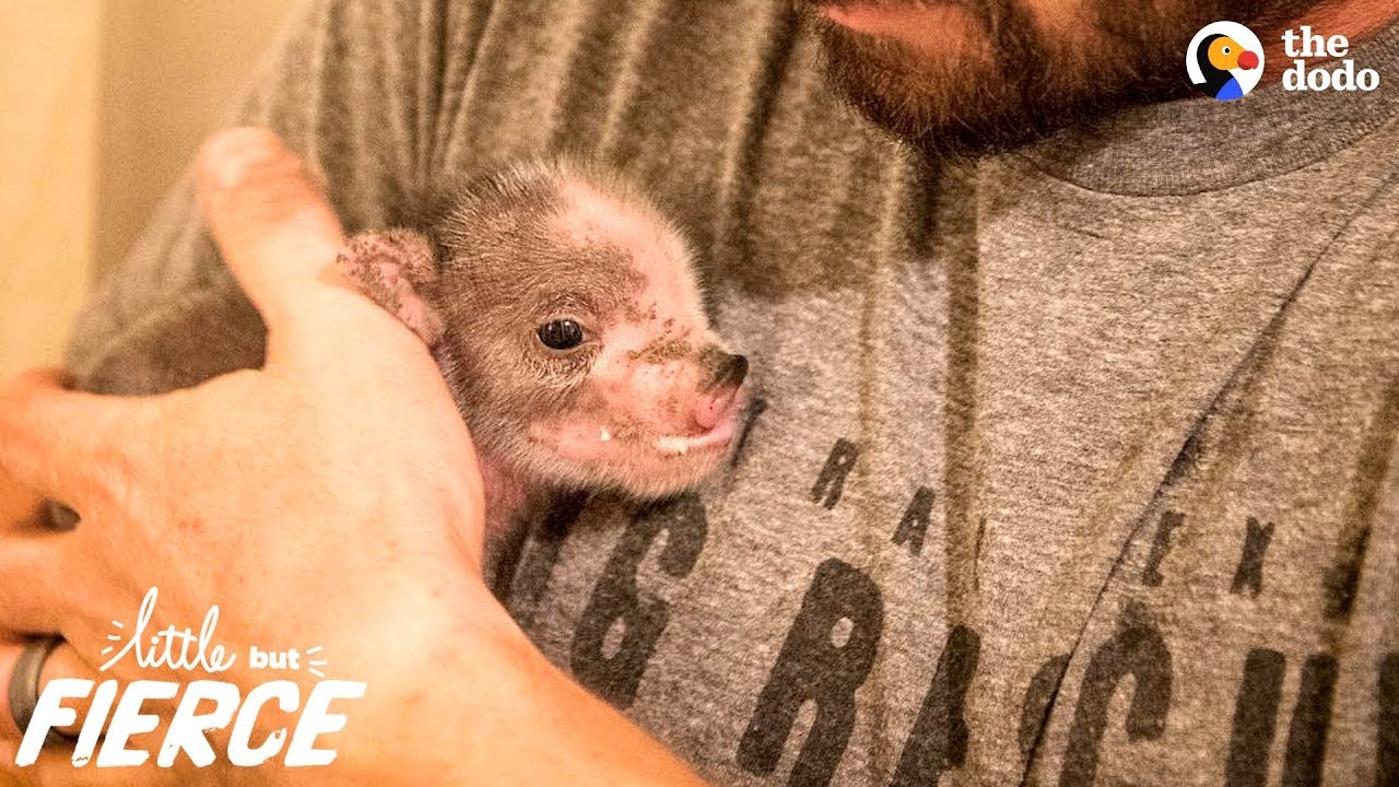 "Teacup" Pig Changes His Human Mom's Life