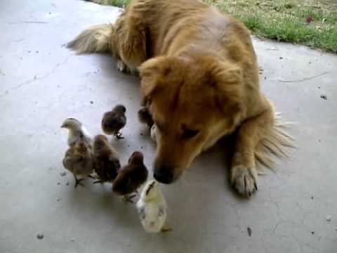Dog Finds And Adopts 10 Baby Chicks