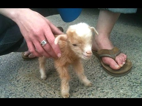 Cute Baby Goat Compilation