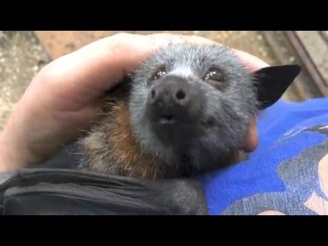 Baby Bat Cooing While Being Petted
