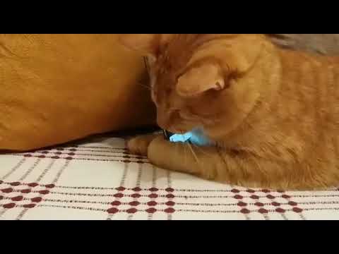 Blind Cat Enjoying Music