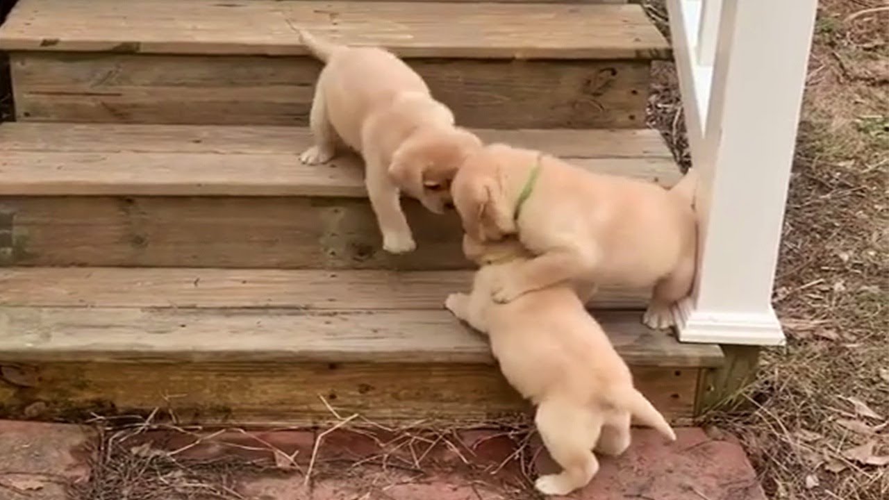 Chubby Labrador Puppies Learning To Climb Stairs