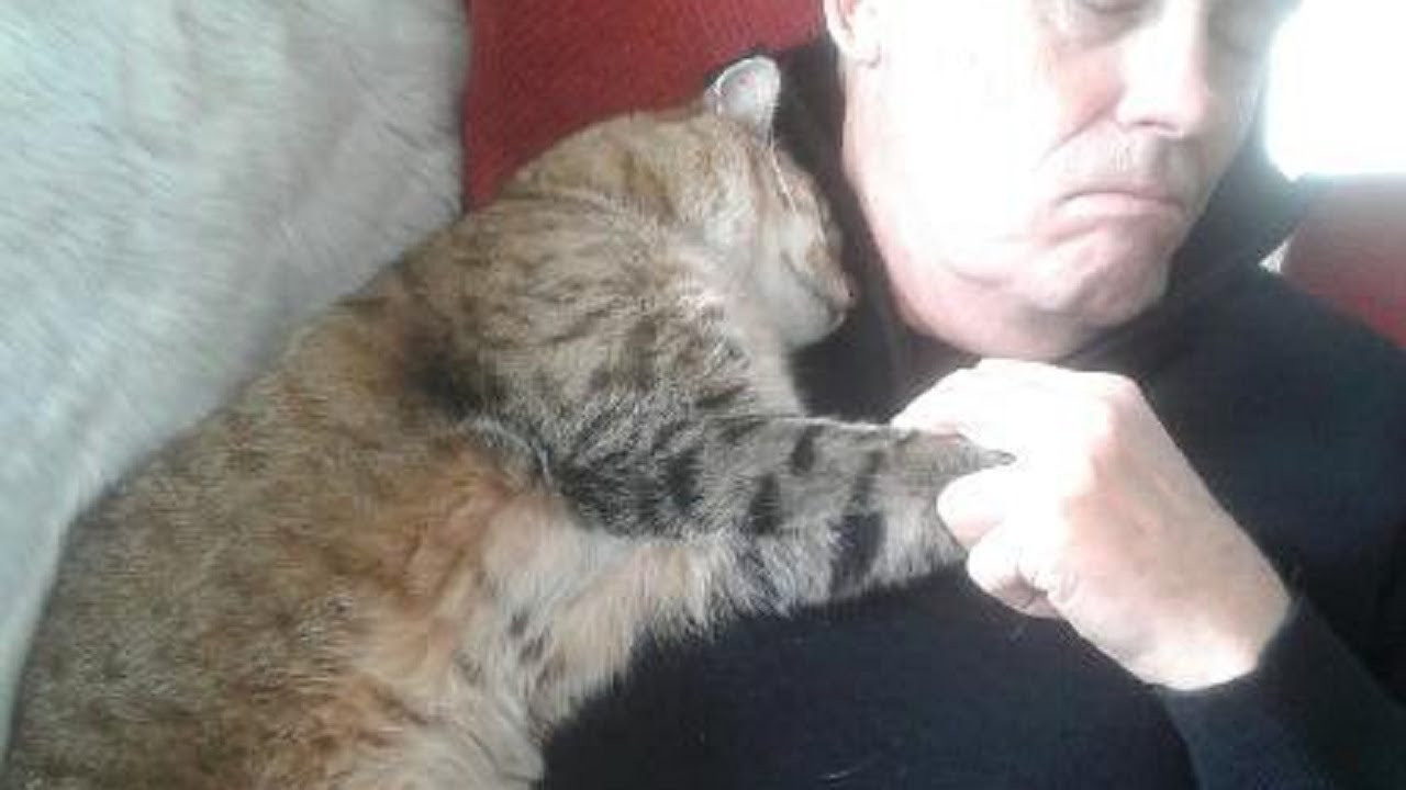 Man Wakes Up From Surgery To Find Strange Cat Snuggled Up To Him
