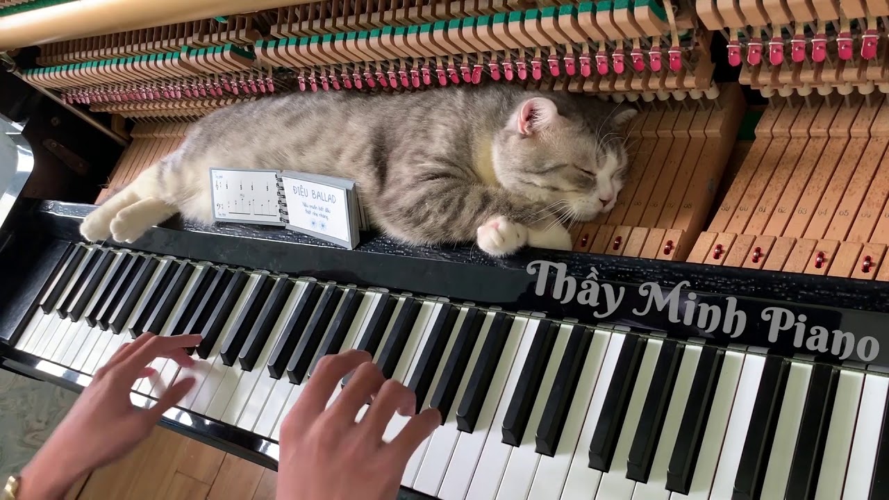 Cat Gets Massaged By A Piano
