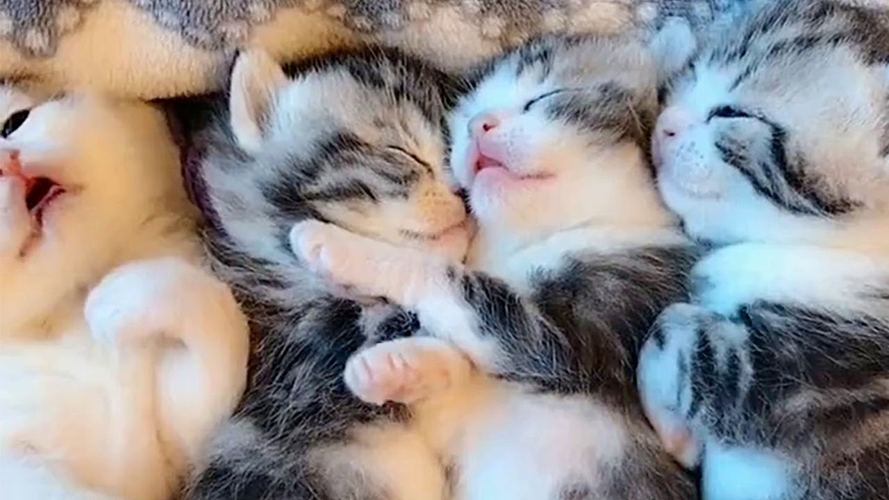 A pile of kittens to make you smile